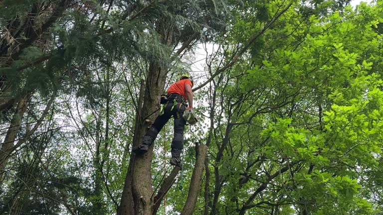 Best Stump Grinding and Removal  in Dunstan, ME